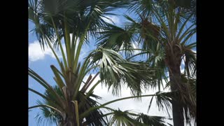 Wild Edible - Buli Tree (Corypha)- Landang