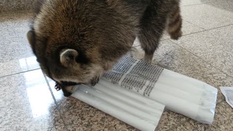 Raccoon checks equipment to enjoy water play in the pool.