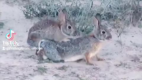Bad bunnies