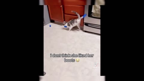 FUNNY CAT VIDEOS OF 2023🤣🤣🤣🤣