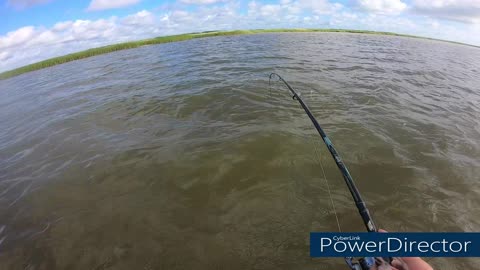 redfish on top water