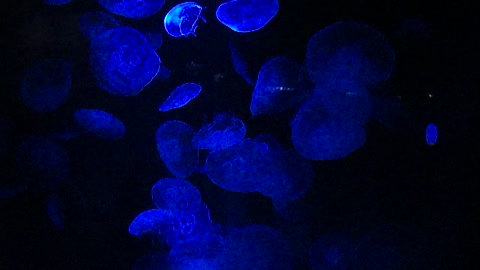 Colorful Jelly Fish light up tank at Scripts Institute