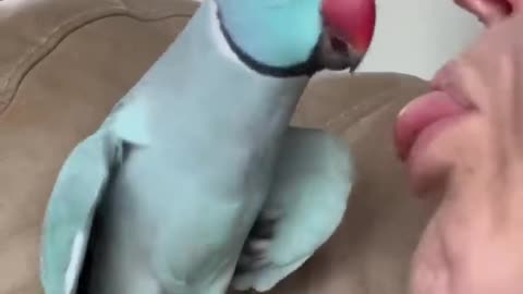 What happened?? #talkingparrot #funnyanimals #funnypets #parrot #indianringneck #cutepets #bird