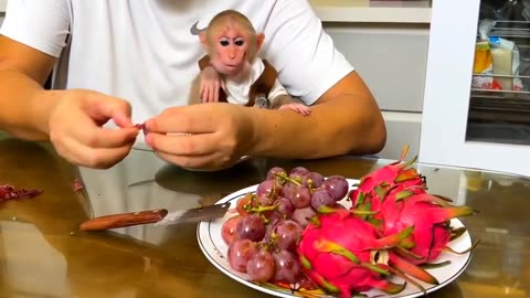 Super Clever monkey BiBi tricks the father for steal fruits to eat