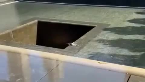 HORRIFYING MOMENT A BLOODIED MAN SLIDES INTO 20 FT ‘CENTRAL VOID’ OF THE 9/11 REFLECTING POOL