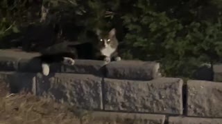 Two cats on side walk at night