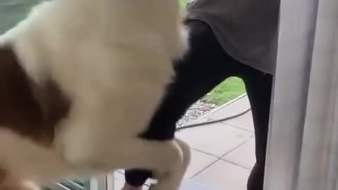 My Frisky Saint Bernard 😳 #funnydogvideo