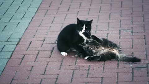 two cats have fun playing.