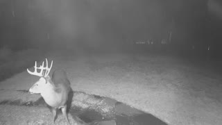 Deer Caught Eating Shrubs by Doorbell Camera