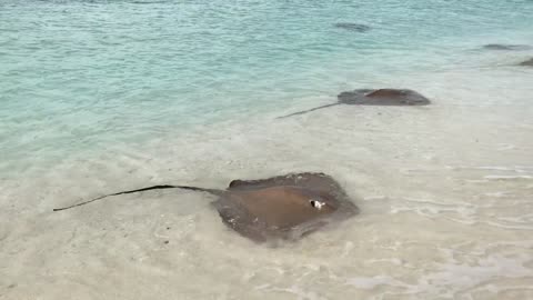 Stingray