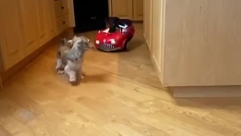 The fast & The furry_ kitchen drift😂😎