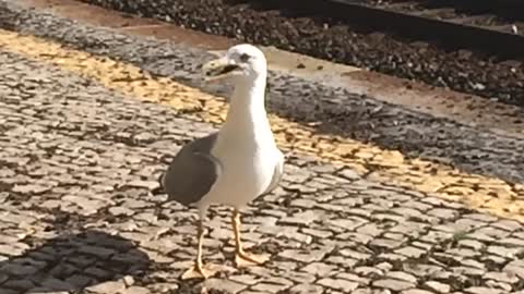 Seagulls begging for food