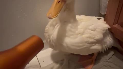 Blow Drying a Duck After Bath Time