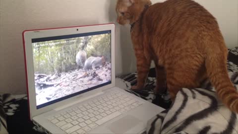 14 Animals Still Figuring Out Technology