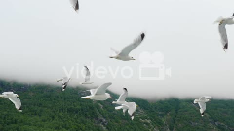 A Flock Of Seagulls In Flight Against The Background Of Picturesque Mountains And Fjords