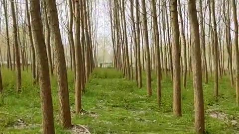 my forest | hermitage | Natural sound