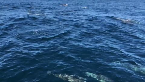 Watch dolphins swim in the Mediterranean. It's really fun to watch