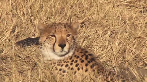 Incredible cheetah encounter during Botswana safari