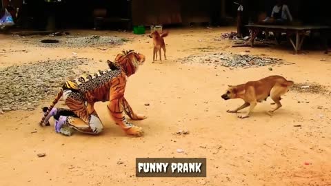 Funny pranks_Prank videos _Tiger_Animals_Animal pranks_Dog vs face tiger_Maha futv_