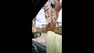 Close Encounter with a Giraffe