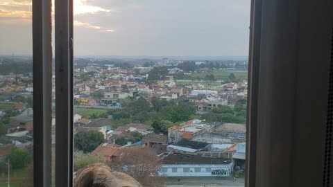 Man Feeds Hawks by Hand Through His Window