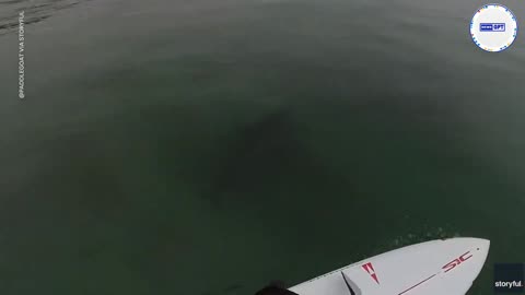 Paddleboarder plays it cool after spotting shark swimming next to him