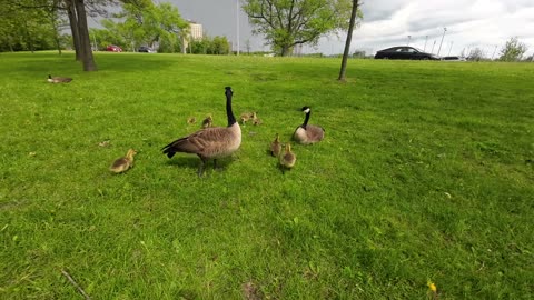 Mom and her Baby Geese....