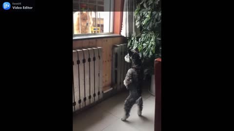 Standing dog want to see whos outside.mp4