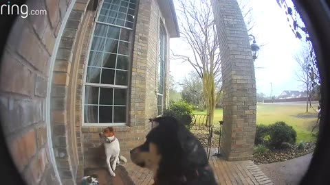 Dogs Learn to Use Ring Video Doorbell to Get Owner’s Attention