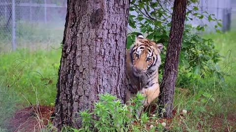 Tiger On The LOOSE Locks Down Texas Suburb | Neighborhood Wars | A&E