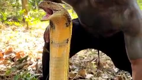 Kissing the🐍 World's most dangerous snake 🐍🐍