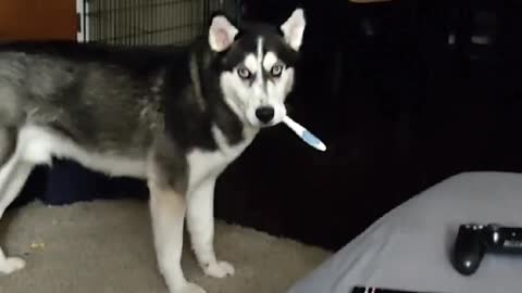 Husky Steals His Owner's Toothbrush