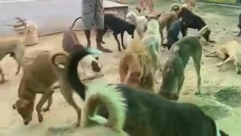 Feeding Injured Dogs | Stray Dogs are Sukoon | Aashiyana by Naman | Animal Recovery Shelter |