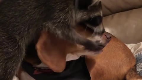 Raccoon & Beagle are the very best of friends