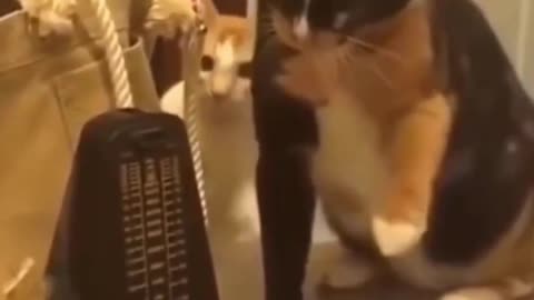 Cat vs Metronome, curious but cautious cat checks out Metronome
