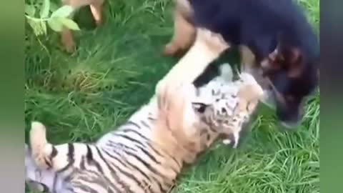 Tiger and dog playing