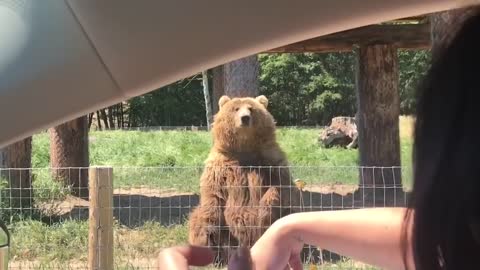 Waving bear shows off catching skills