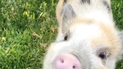 Cutest Pig Chew