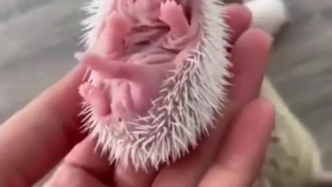 Baby hedgehogs so adorable 🥰