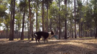 Dog catches a frisbee in mid-air