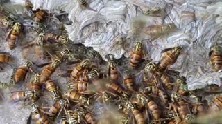 Wasps Swarm as Nest is Removed