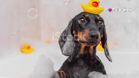 The Funniest Dog Reactions to Bath Time: Suds, Splashes, and Shenanigans