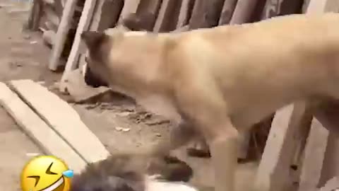 Funny Animal Videos Of The Day 0038!😂😂