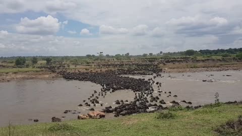 Thousands of Wildebeest Descend on River in Search of Greener Pastures