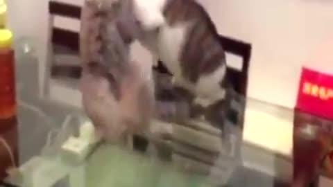 Funny WWE Fight of Cat 2016