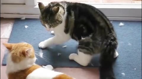 The Shocking Truth About Cat Fights