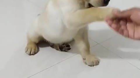 Shake hand puppy training | How to train dog | Chiku BhuBhu - The Labrador Retriever - #Shorts