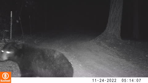Black Bear - He Should Be Hibernating By Now.