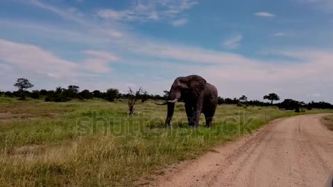 Very nice elephant