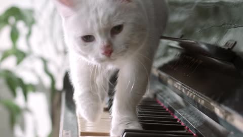 kitty music